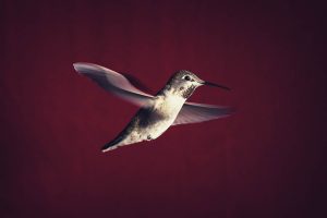 Hummingbird on red backdrop
