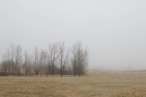 Fog and line of trees