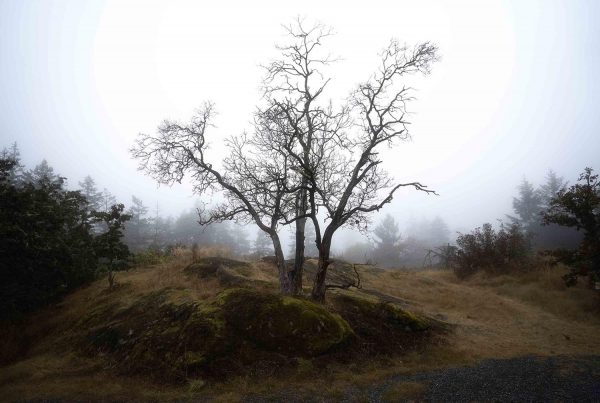Arbutus tree in fog