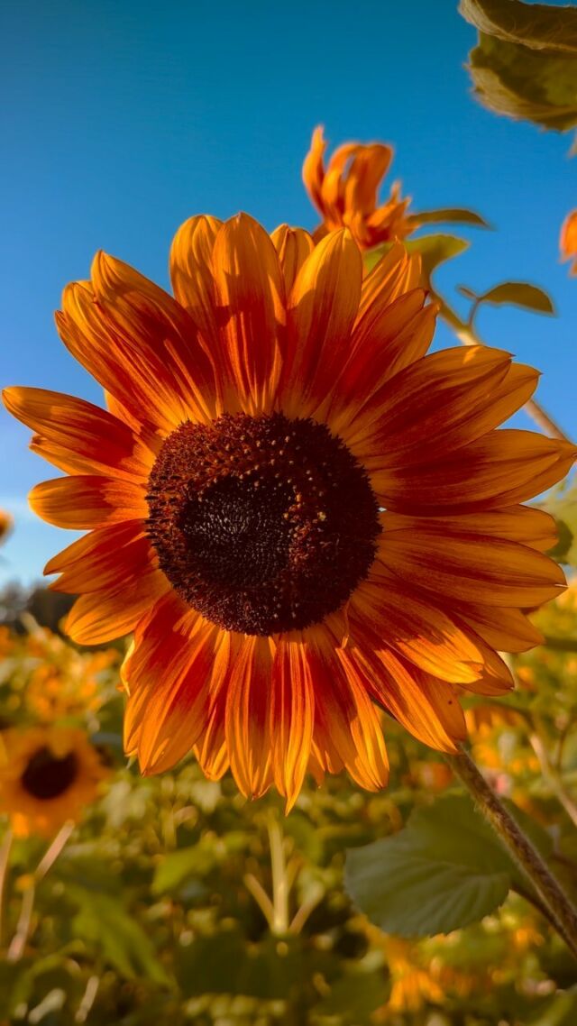 A place where hearts and souls shine 🌞🏝️🌻🪄💕✨
.
.
.
#vancouverisland #sunflower #sunflowers #summer #sunshine #flowerstagram #sunflowerfestival #connectwithnature #nature #discovervictoria #discoverbc #connectwithvictoria #yyj #bc